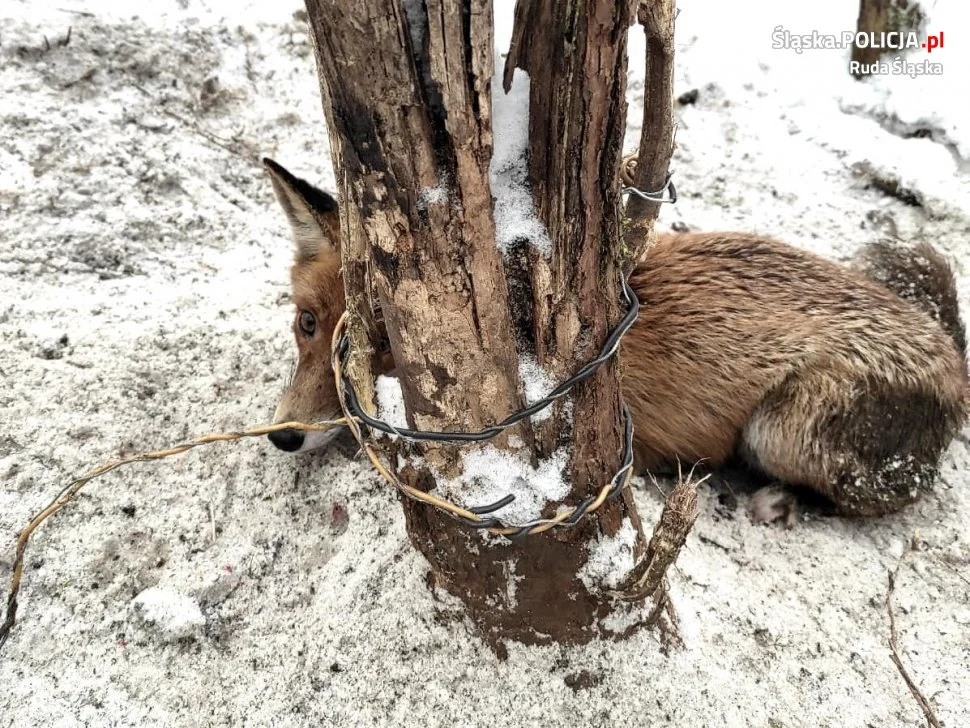 Ruda Śląska: Uratowali lisa z wnyków. Pułapkę zastawił kłusownik