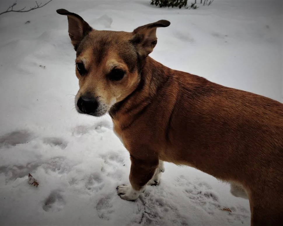 Zima to trudny okres dla zwierząt. Pamiętajmy również o nich