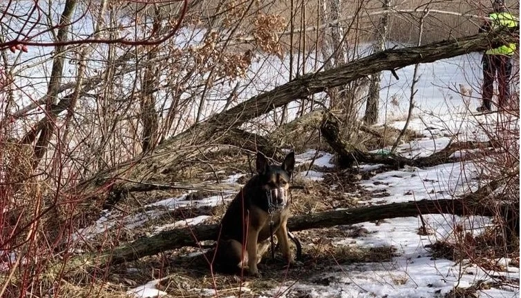 Świętochłowice: Ktoś przywiązał psa do drzewa i porzucił