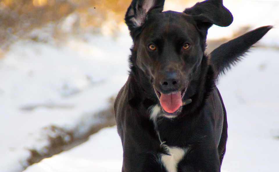 Zima to trudny czas dla zwierząt