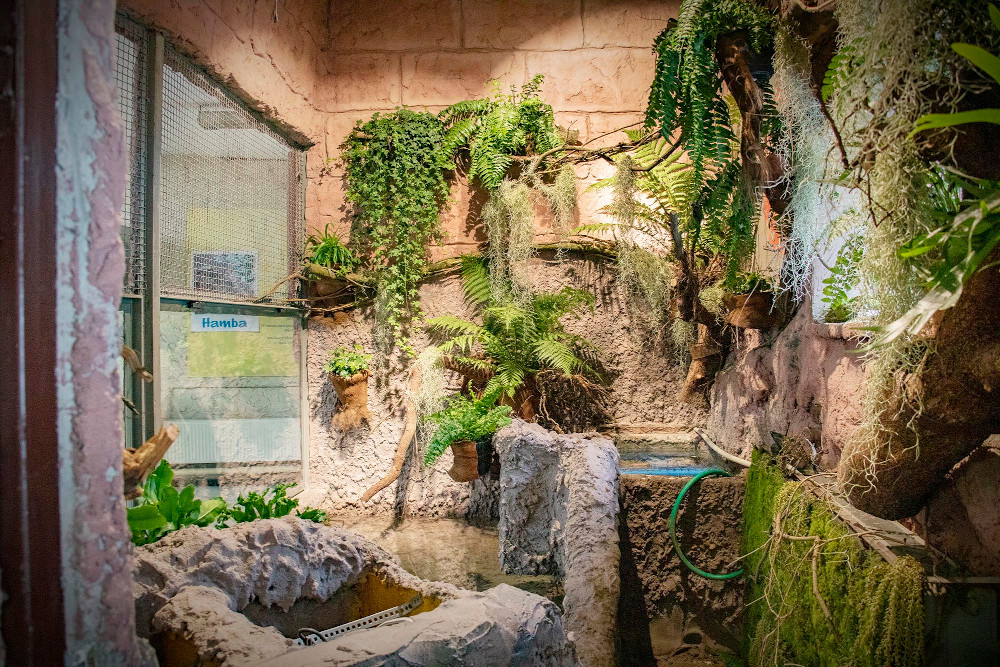 Przebudowa i modernizacja terrarium dla żółwia sępiego w Śląskim Ogrodzie Zoologicznym