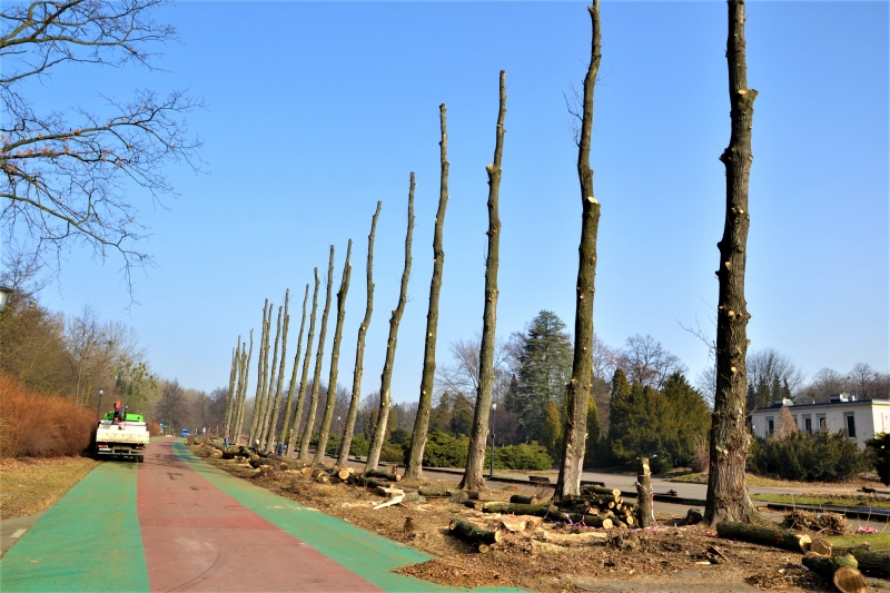 W Parku Śląskim trwa naturalna wymiana drzewostanu