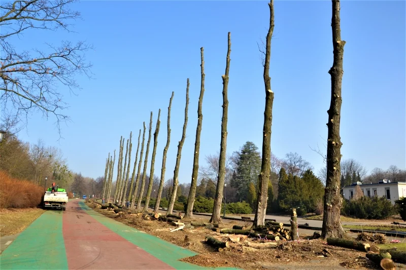 W Parku Śląskim trwa naturalna wymiana drzewostanu