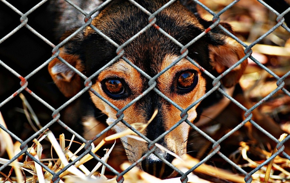 Nie możesz mieć zwierzaka w domu? Adoptuj go wirtualnie w Psitul mnie!