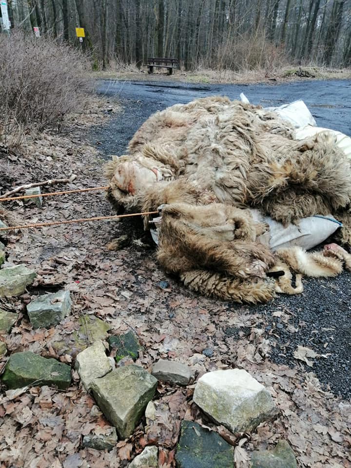 Makabryczne odkrycie w Rudzie Śląskiej 2