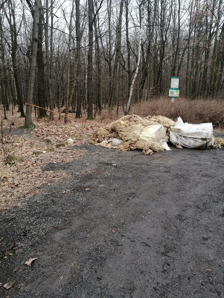 Makabryczne odkrycie w Rudzie Śląskiej 3