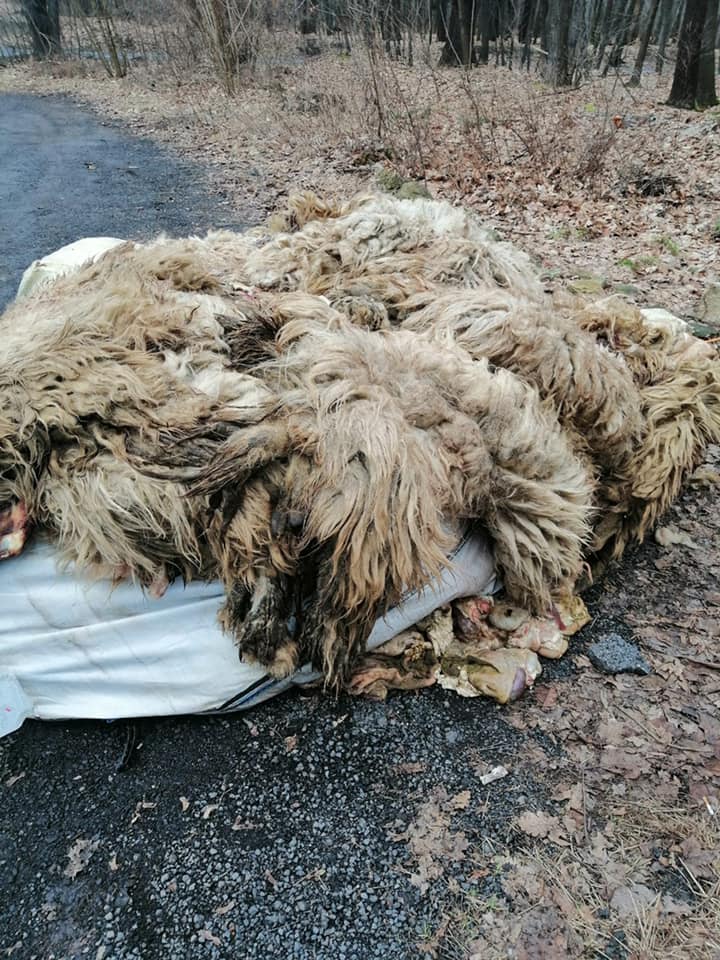 Makabryczne odkrycie w Rudzie Śląskiej 4