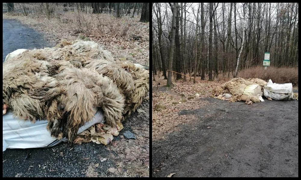 Na granicy Rudy Śląskiej i Zabrza porzucone zostały pozostałości po uboju owiec