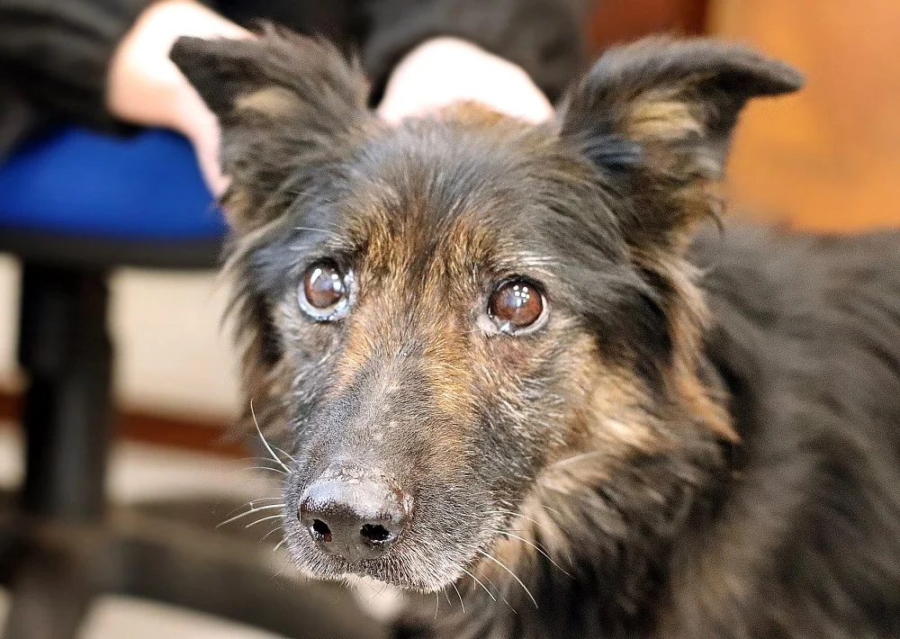 Dramat "Fionki" przerwali sąsiedzi. Teraz dochodzi do siebie w rudzkim schronisku