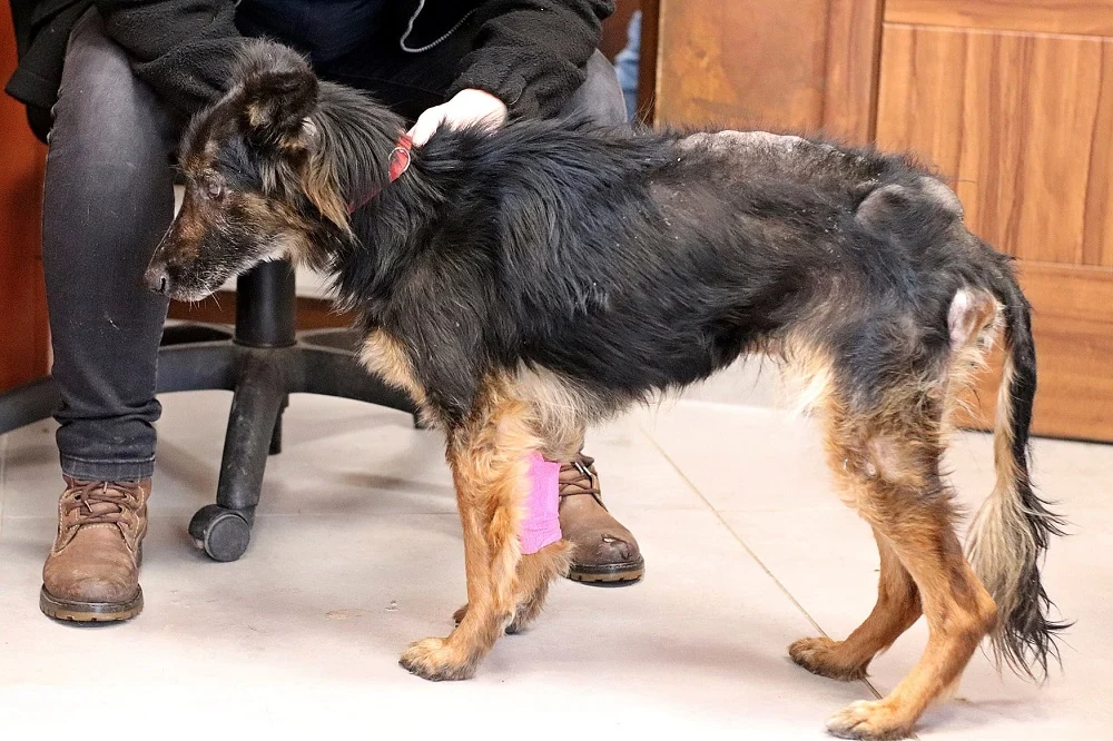 Dramat "Fionki" przerwali sąsiedzi. Teraz dochodzi do siebie w rudzkim schronisku