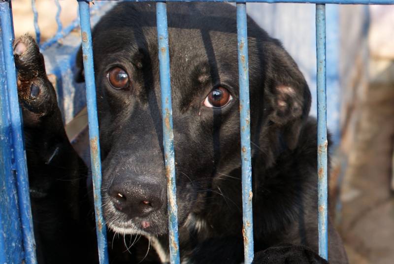 Konsultacje projektu uchwały - program opieki nad zwierzętami bezdomnymi