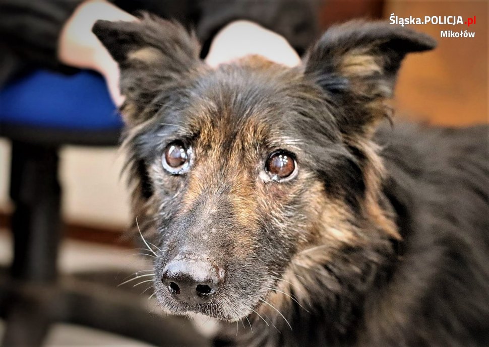Dramat Fionki przerwany dzięki sąsiadom. Wystające kości przebiły jej skórę