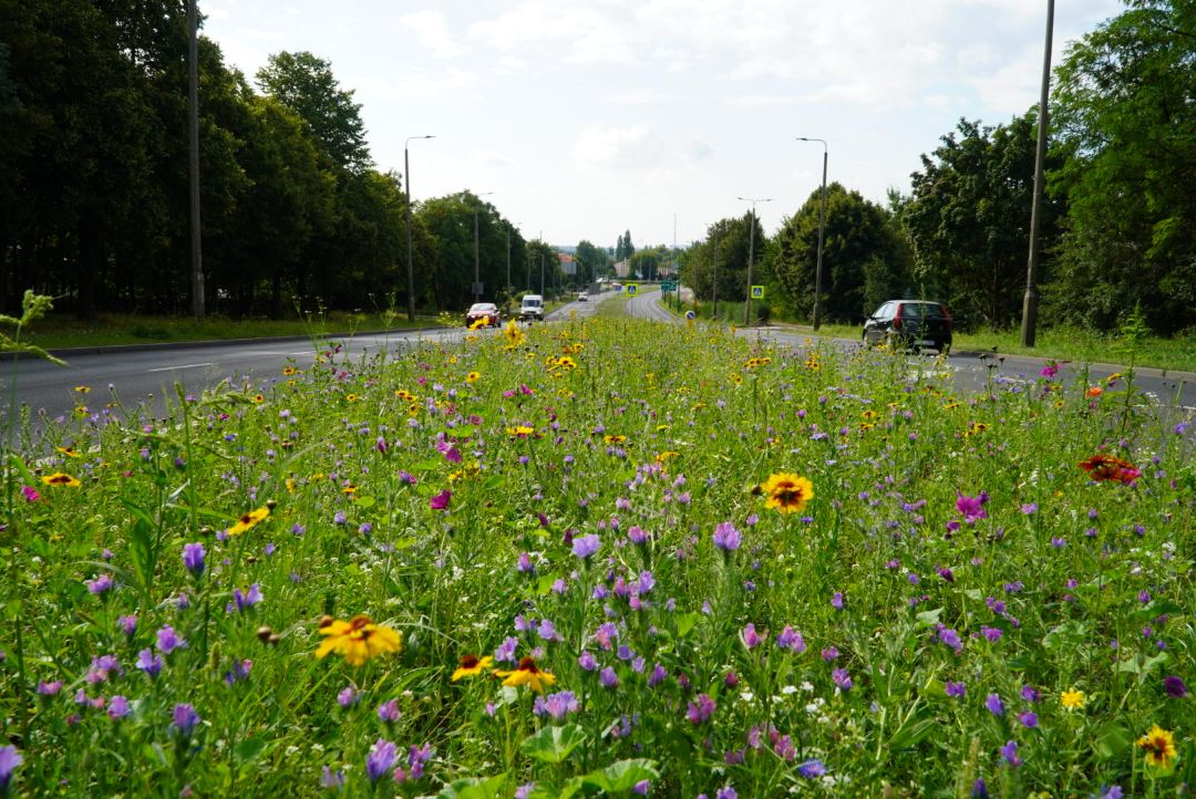 Tysiące roślin i nowe łąki kwietne w mieście