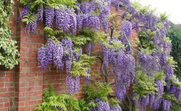 Zielony kwitnący Mikołów - weź udział w konkursie
