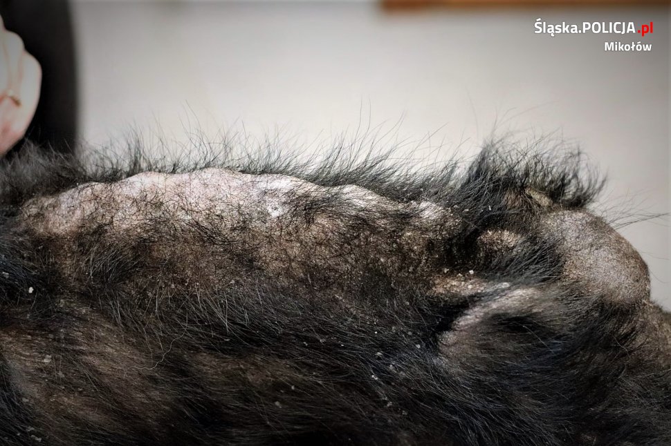 Dramat "Fionki" przerwali sąsiedzi. Właściciel psa odpowie przed sądem