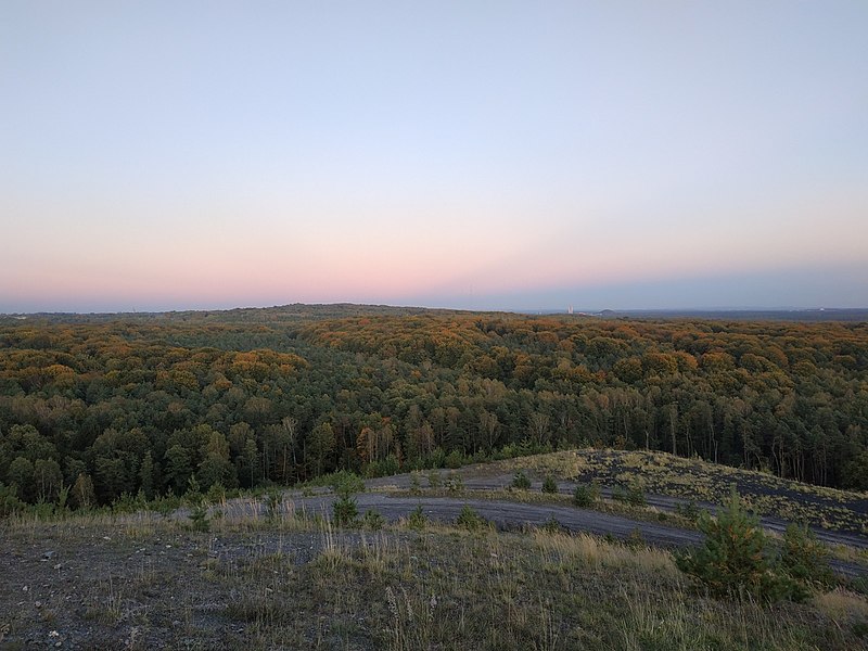 Nadleśnictwo Katowice jest na tak! Lasy Murckowskie zostaną objęte dodatkową ochroną!