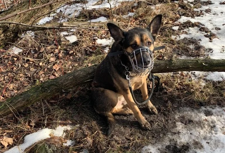 Właściciel pozostawionego na terenie Uroczyska psa namierzony