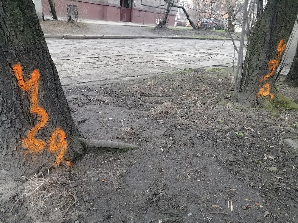 Drzewa w centrum Świętochłowic zostaną wycięte? Znamy stanowisko miasta