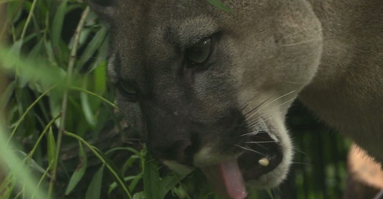 Internetowa burza wokół wybiegu dla pumy