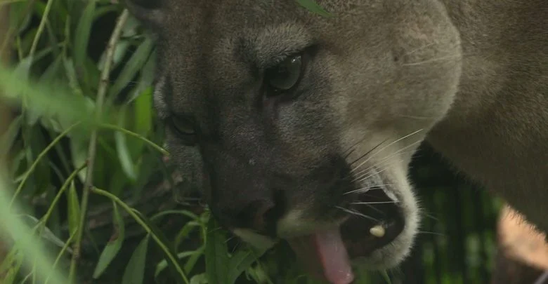 Internetowa burza wokół wybiegu dla pumy