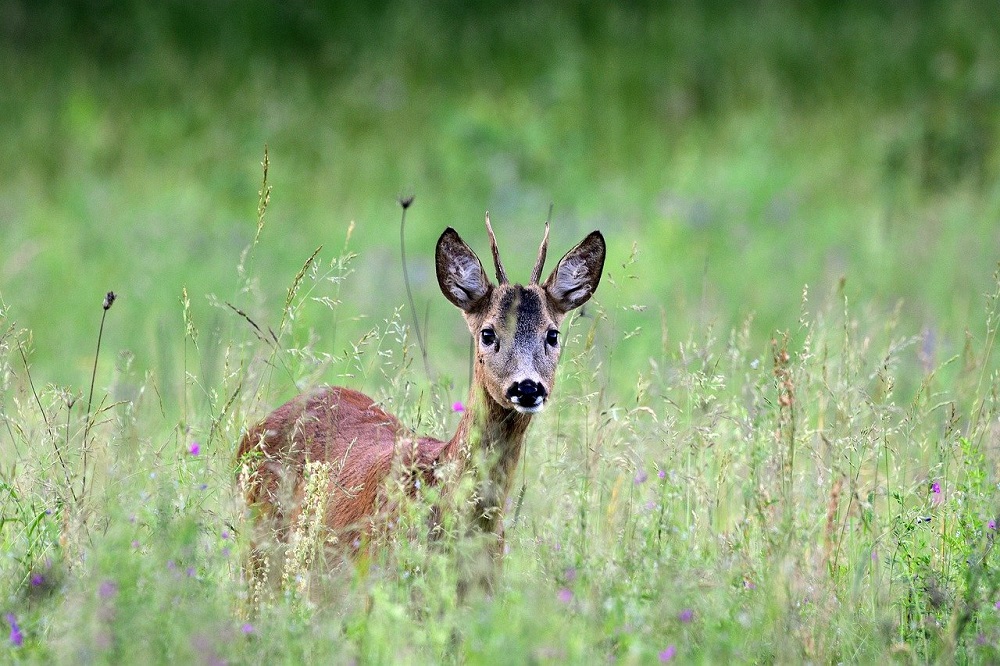 Uważajmy na dzikie zwierzęta na drodze