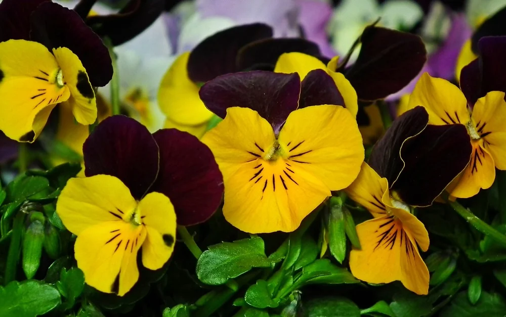 Castorama Żory zaprasza do oddawania elektrośmieci. Dla chętnych bratki!