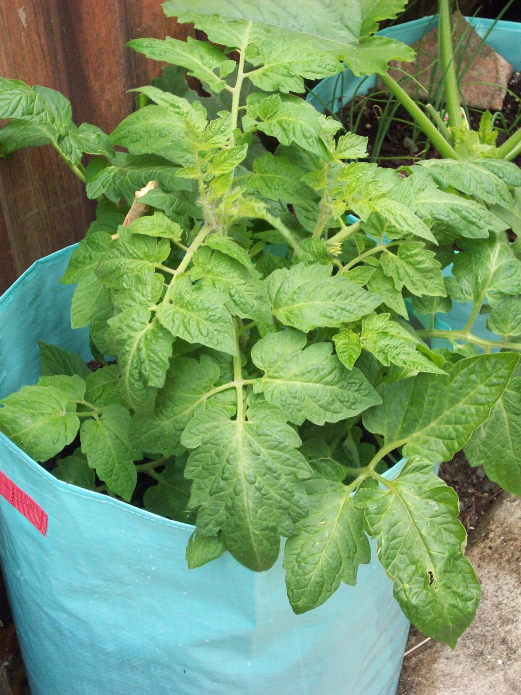 Uprawa ziemniaków w pojemnikach