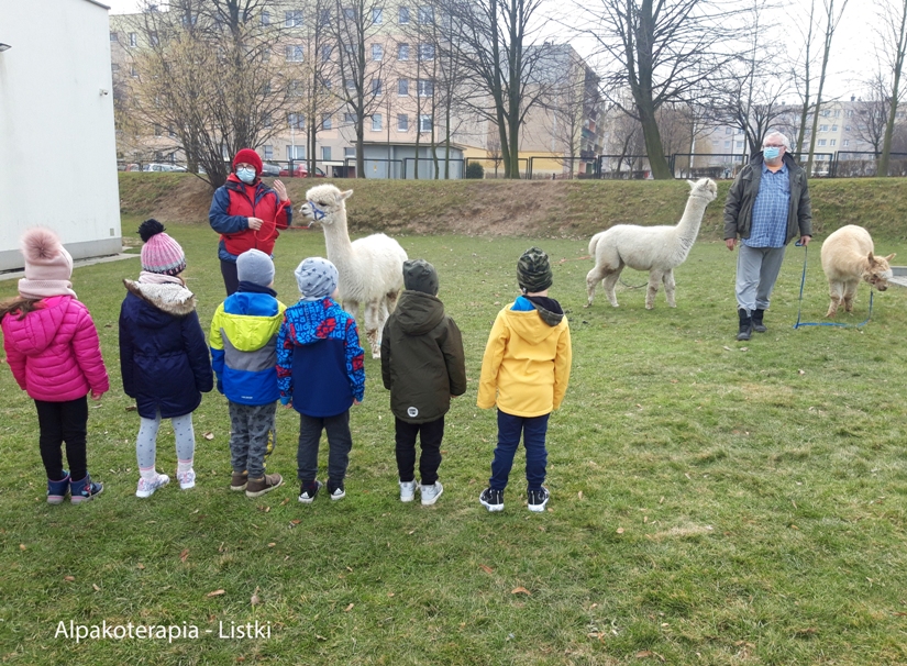 „Przez zabawę do nauki”, czyli alpaki odwiedzają przedszkolaki