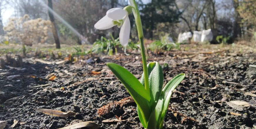 Przywitanie wiosny w Miejskim Ogrodzie Botanicznym