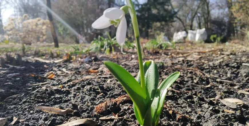 Przywitanie wiosny w Miejskim Ogrodzie Botanicznym