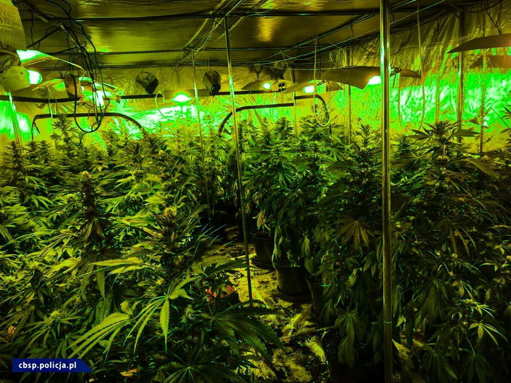 Plantacja marihuany w Zabrzu zlikwidowana. Cios w narkobiznes