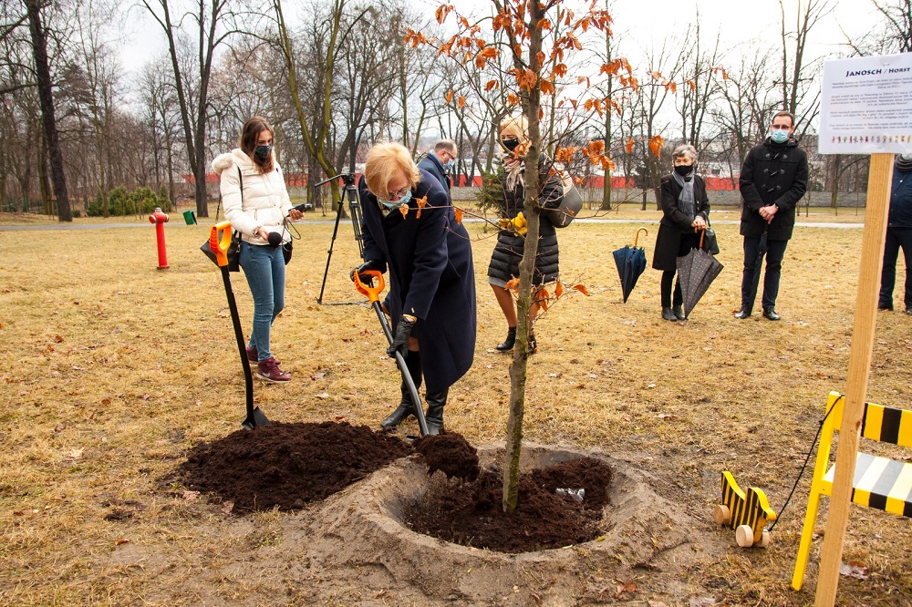 W parku hutniczym zasadzono buk nazwany na cześć Janoscha