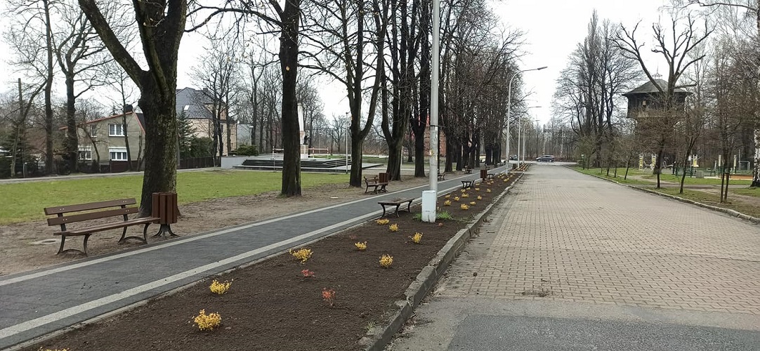 Kochłowice przechodzą zieloną rewolucję. Posadzono tu tawuły, jałowce, świerki i klony