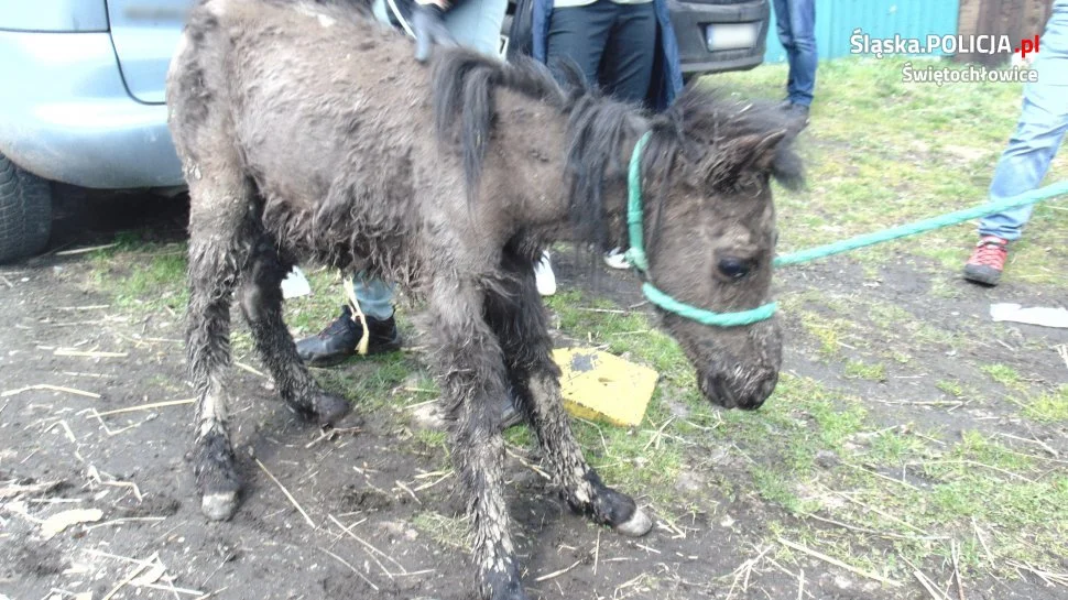 W ogródku miał 13 zwierząt. Mężczyzna odpowie za znęcanie się nad zwierzętami