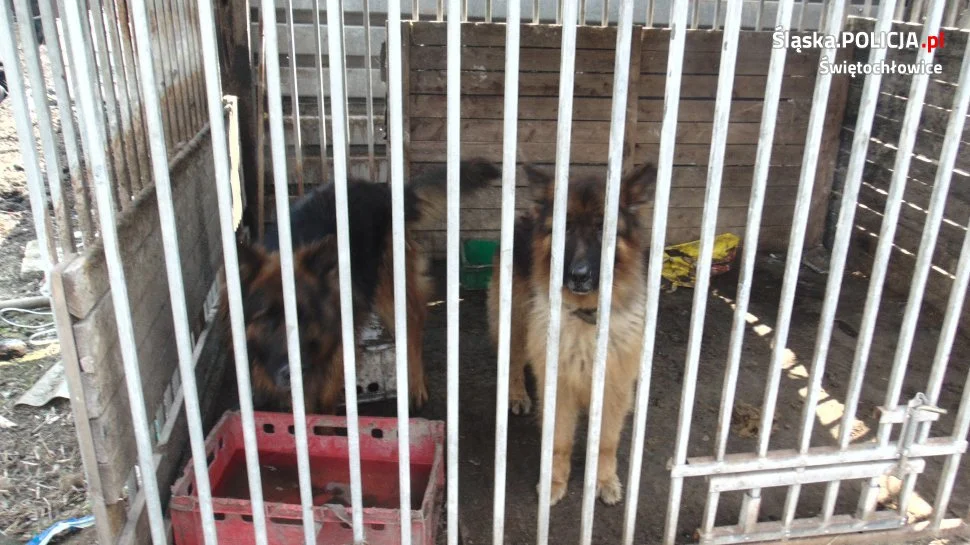 Rudzianin trzymał zaniedbane konie i kuce w ogródku! Policja odebrała część z nich