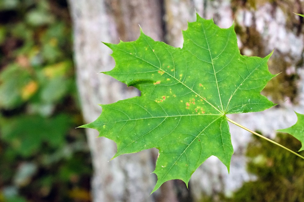 Zasadzono nowe klony przy ul.Wojska Polskiego