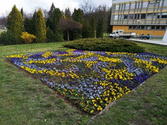 Krokusy, żonkile, tulipany – w Tychach już wiosna