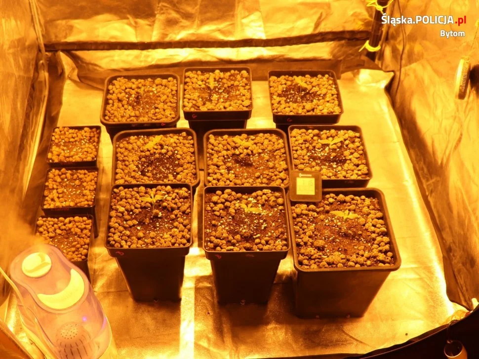 Bytomianin uprawiał marihuanę w mieszkaniu. Grozi mu do 3 lat więzienia