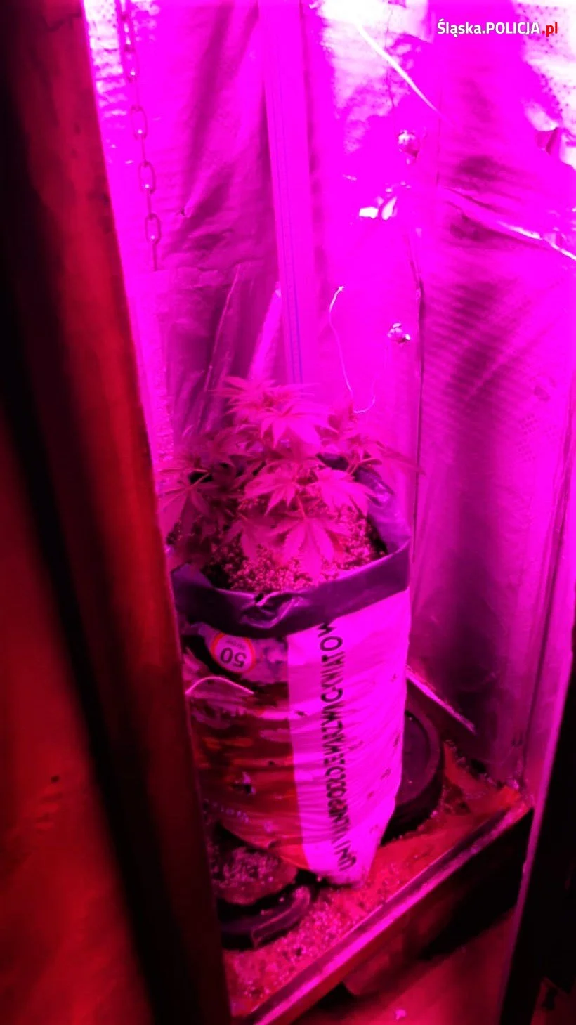 Ponad 5 kilogramów amfetaminy i plantacja marihuany w mieszkaniu pseudokibica