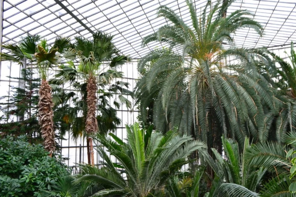 W królestwie palm – kolejny podcast gliwickiej Palmiarni