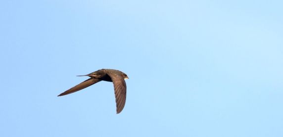 Sosnowiec domem dla jerzyków. Do rozdania 400 budek lęgowych