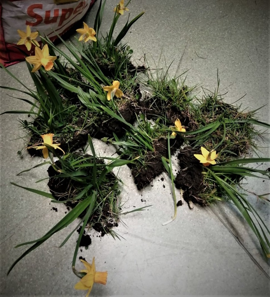 Ukradli... 14 narcyzów. Teraz muszą tłumaczyć się policji