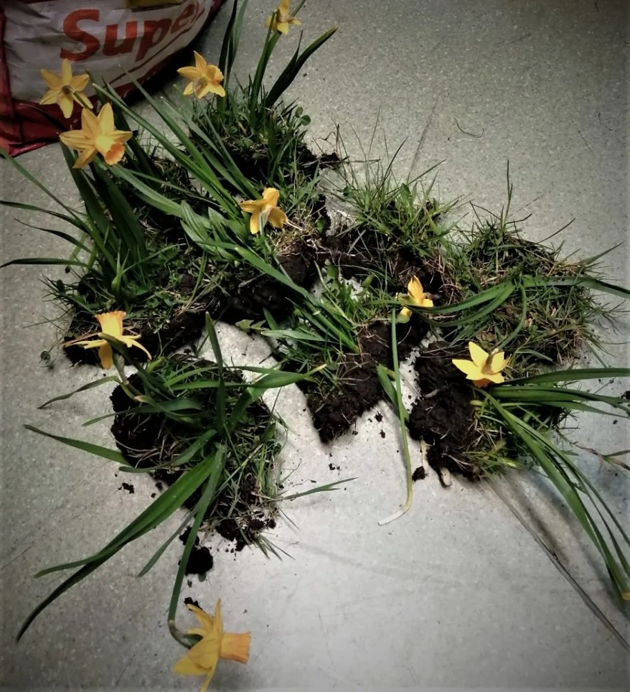 Ukradli... 14 narcyzów. Teraz muszą tłumaczyć się policji