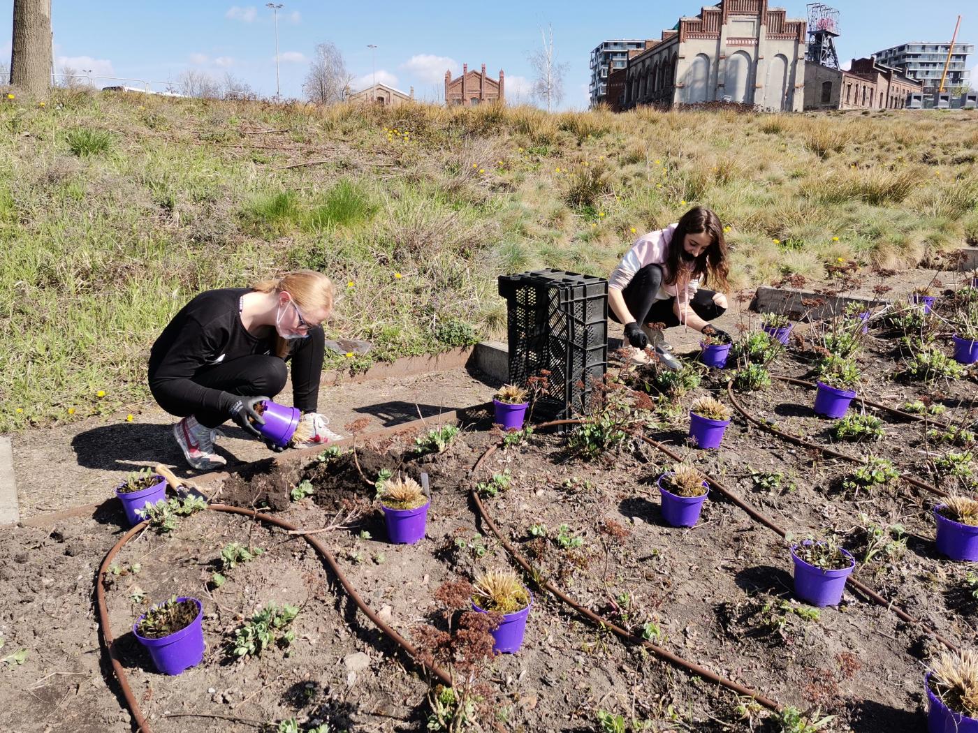 Firma Fujitsu upiększyła skarpę przy Muzeum Śląskim