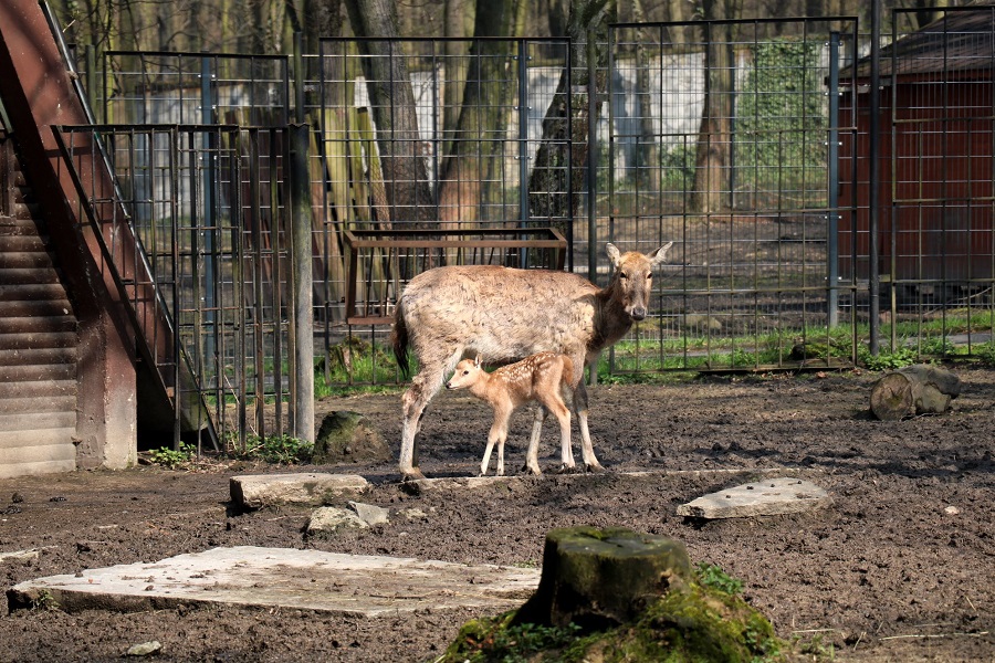Baby boom w chorzowskim ZOO. Stado jeleni milu powiększyło się o łanię