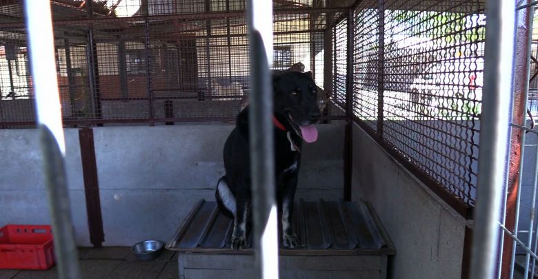 Małe serduszka pełne miłości. Zwierzęta ze schroniska w Rybniku czekają na adopcje