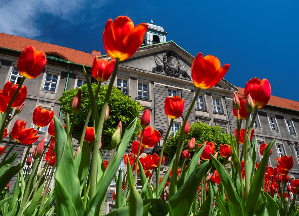 Wiosenne prace w bytomskich parkach i skwerach