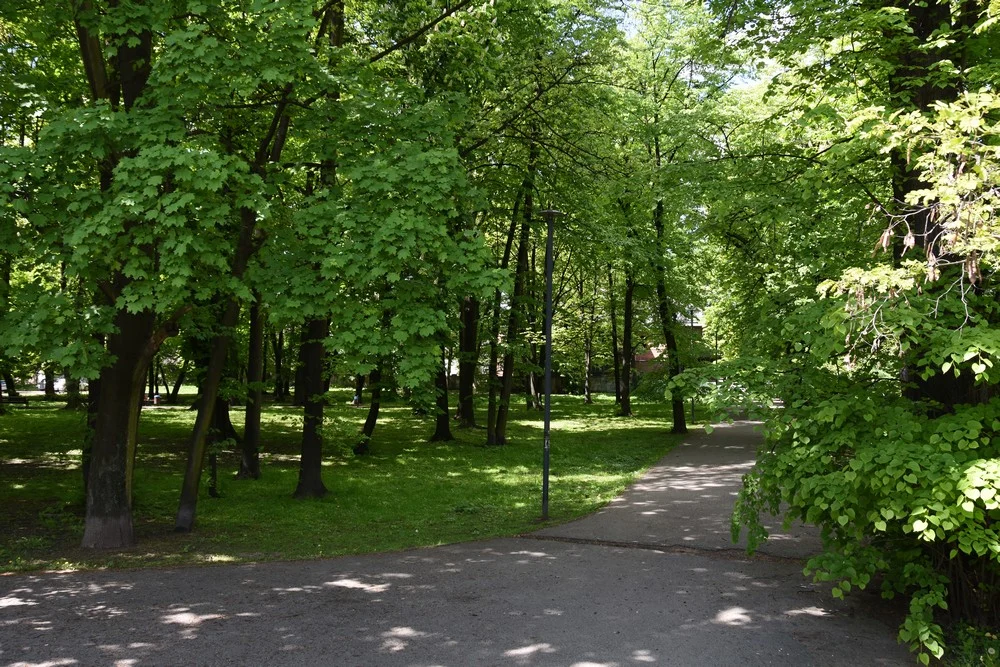 Władze prostują fałszywą informację - nie będzie wycinki 120 drzew