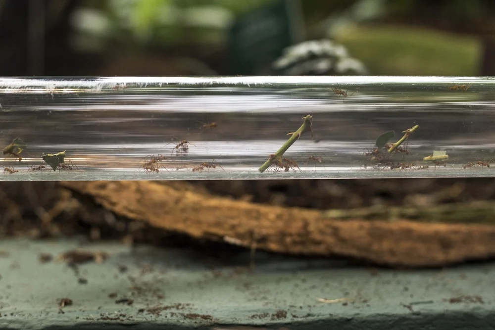 Palmiarnia Miejska znów jest otwarta