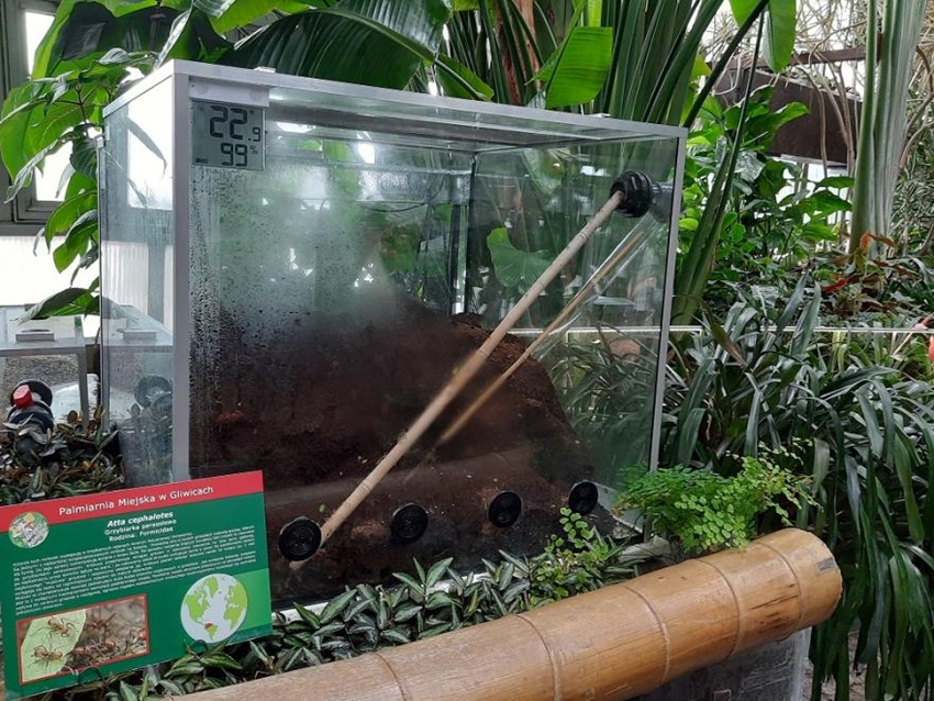 Palmiarnia Miejska znów jest otwarta